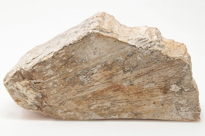 Devonian Petrified Wood From Oklahoma - Oldest True Wood #198027